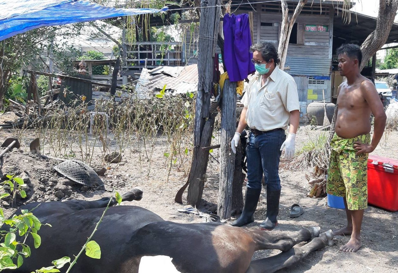 ปศุสัตว์ประจวบฯคุมเข้ม 70 ม้าท่องเที่ยวหาดหัวหิน หลังพบป่วยตาย 6 ตัว