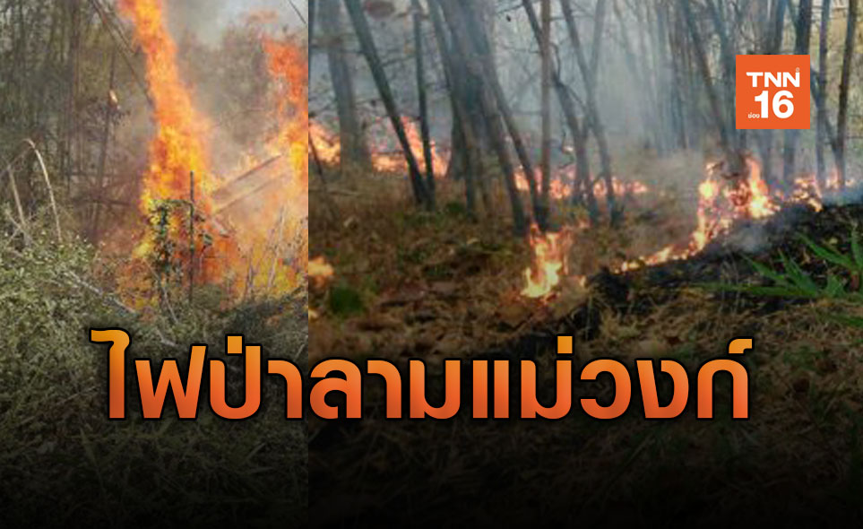 น้ำมือมนุษย์! ไฟลุกไหม้ป่าแม่วงก์
