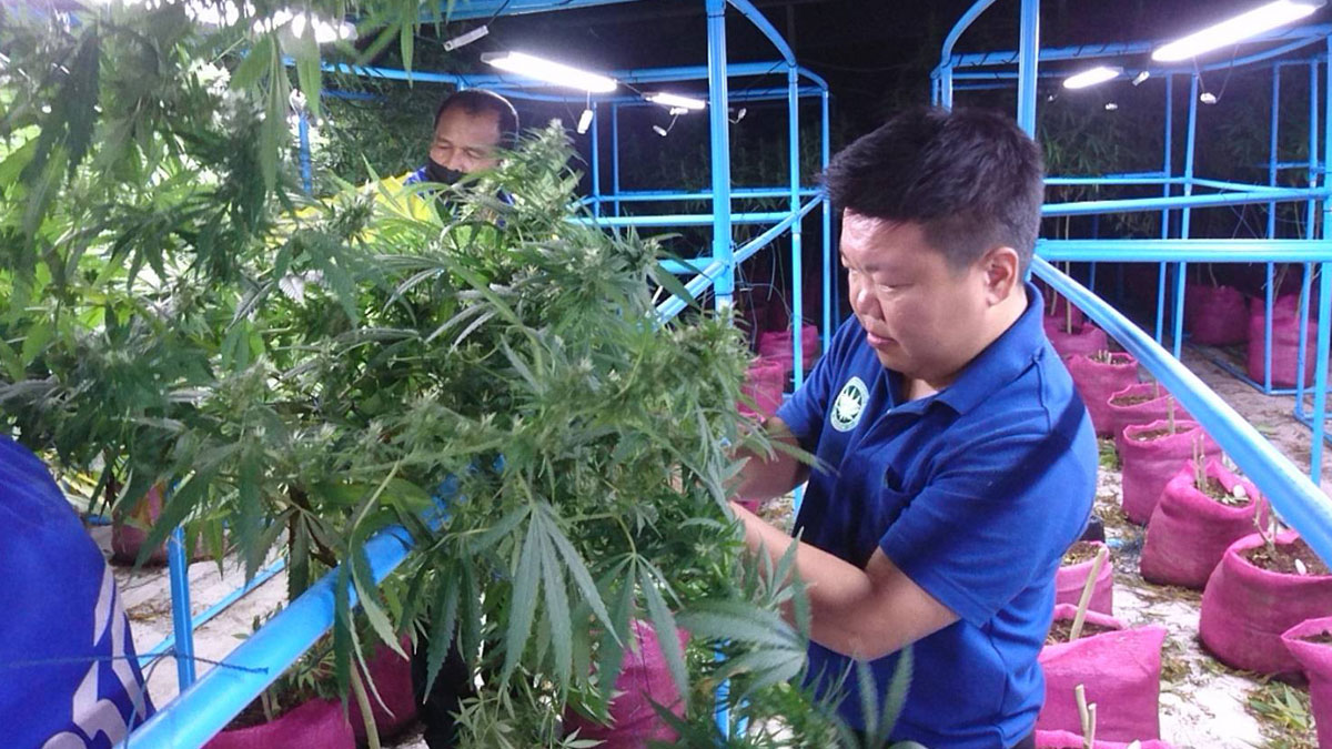 สภาเกษตรฯ เก็บกัญชานำร่องปลูก ล็อตแรก 530 กิโล ส่งทำยา ตำรับแพทย์แผนไทย