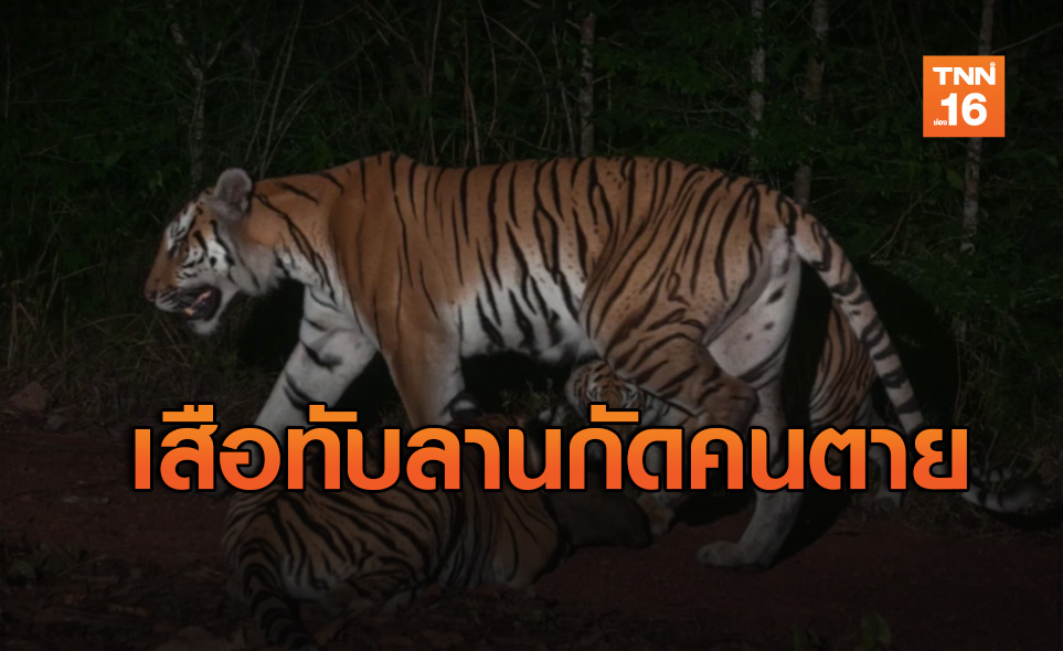 เสือทับลานกัดคนดับในรอบ 20 ปี เตือนปชช.อย่าไปหาของป่า
