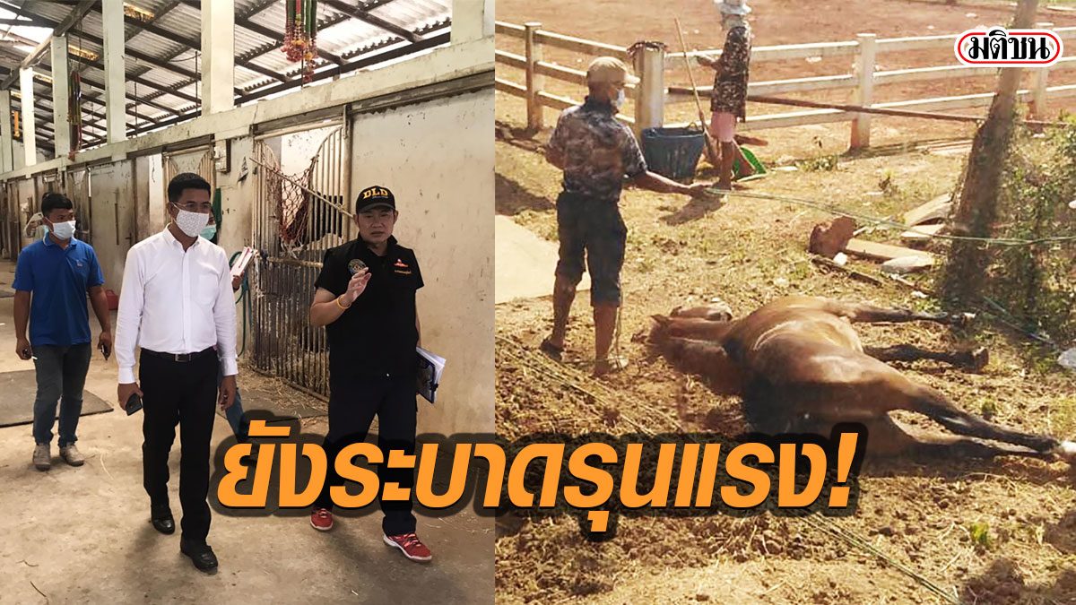 ระบาดหนัก! ม้าแข่งฟาร์มปากช่องตายเพิ่มเป็น109 ตัว ปศุสัตว์วอนพบม้าไข้สูงให้รีบแจ้ง