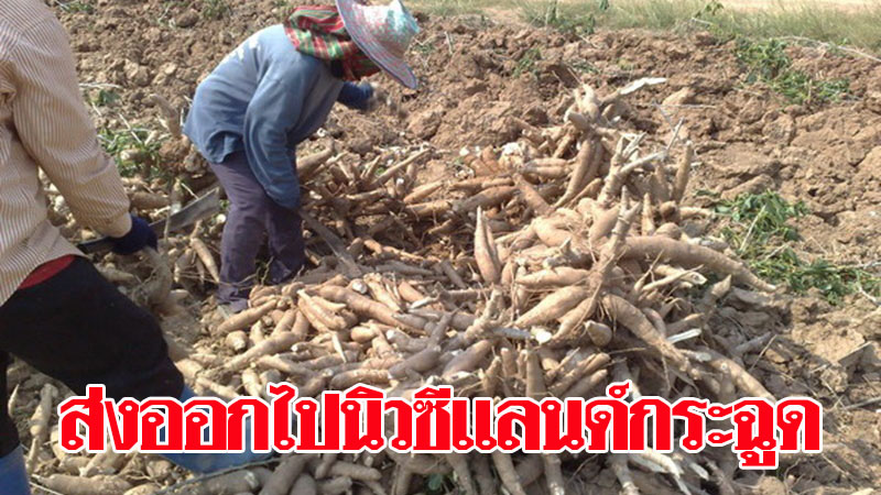 ส่งออกมันไปนิวซีแลนด์พุ่งเกือบ 400% หลังเซ็นเอฟทีเอ ชี้ช่องผู้ประกอบการใช้ประโยชน์ฝ่าโควิด