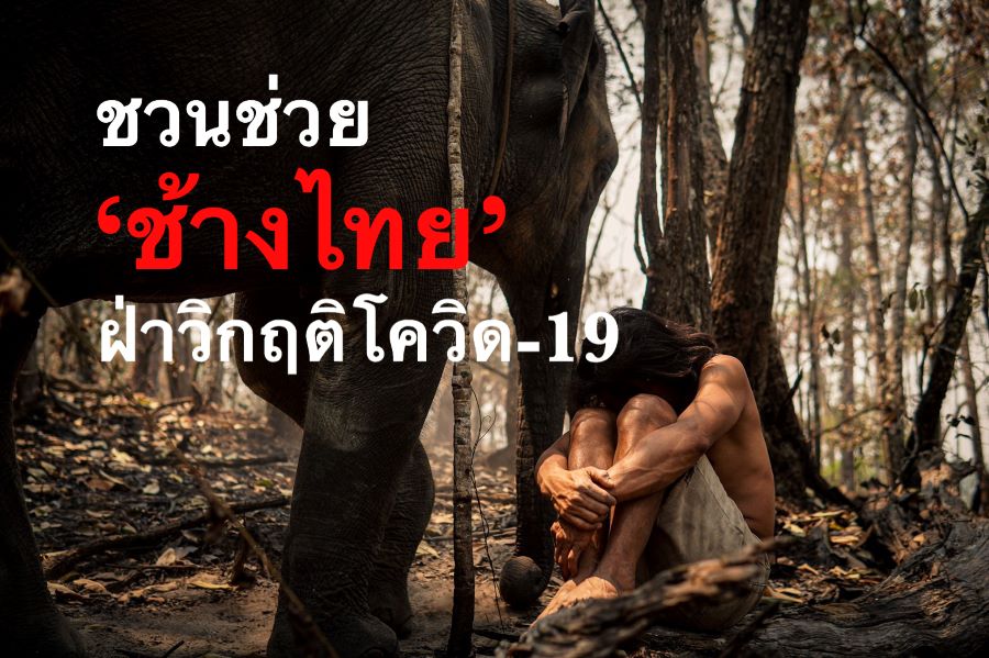 ชวนช่วย ช้างไทย ฝ่าวิกฤติอดอยาก ช่วงโควิด-19