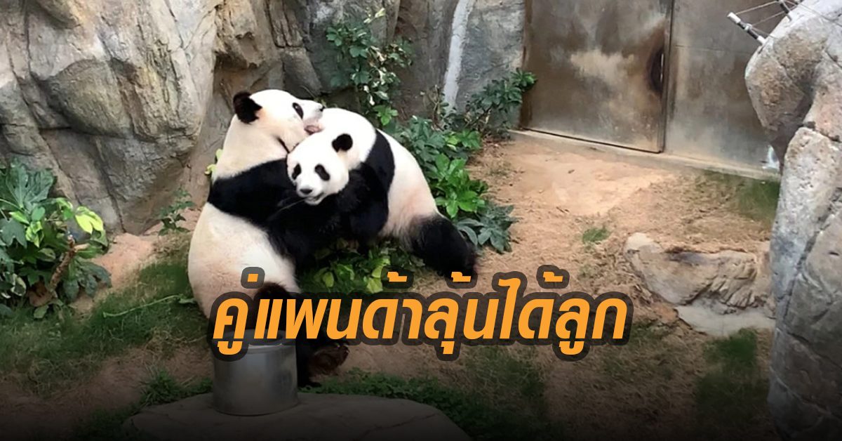 ลุ้นได้ลูก! คู่แพนด้าสวนสัตว์ฮ่องกงเมินกันมา10ปี เริ่มพรอดรัก หลังว่างงานเพราะโควิดระบาด