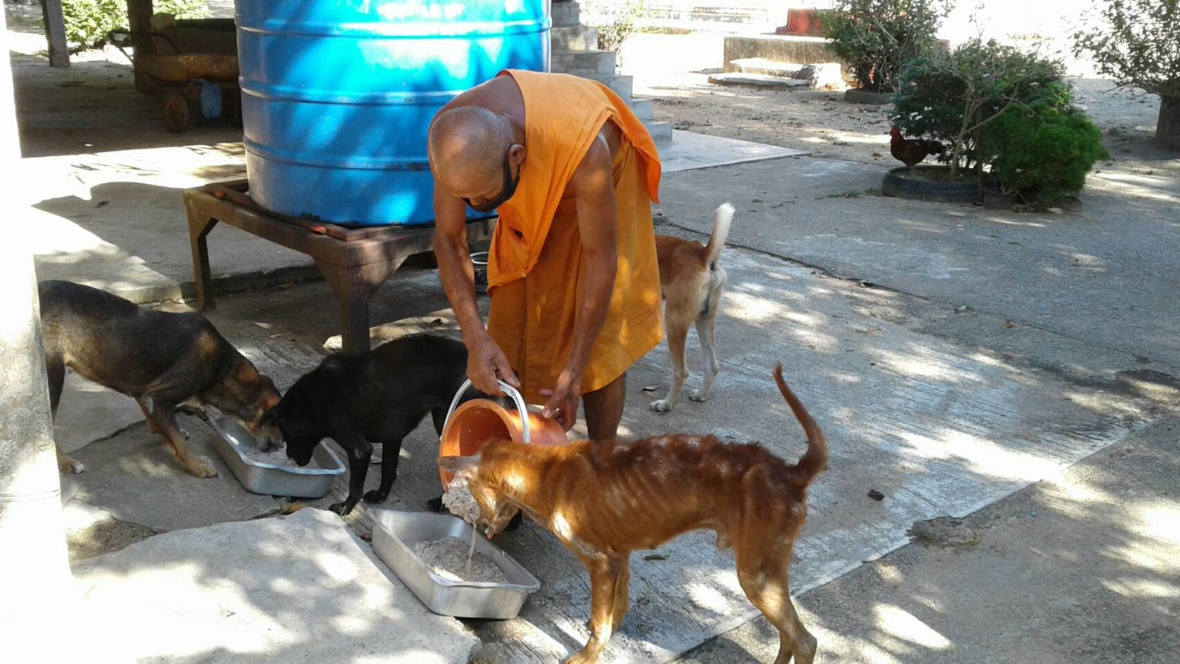สุดเวทนา ชาวบ้านนำหมาแมวทิ้งวัดให้พระเลี้ยง ยิ่งโควิดระบาดมียอดทิ้งหมาแมวเพิ่มขึ้น