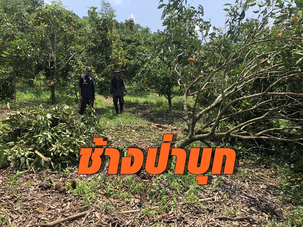 'ช้างป่า' บุกสวนกิน 'ทุเรียน-เงาะ' ทำลายต้นเสียหาย ชาวบ้านออกไล่ไม่ได้เหตุติดเคอร์ฟิว