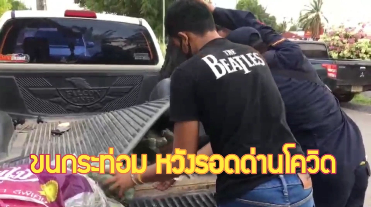กระบี่-หนุ่มวัย 21 ปี ขนกระท่อมเต็มรถ รวบคาด่านโควิด (ชมคลิป)