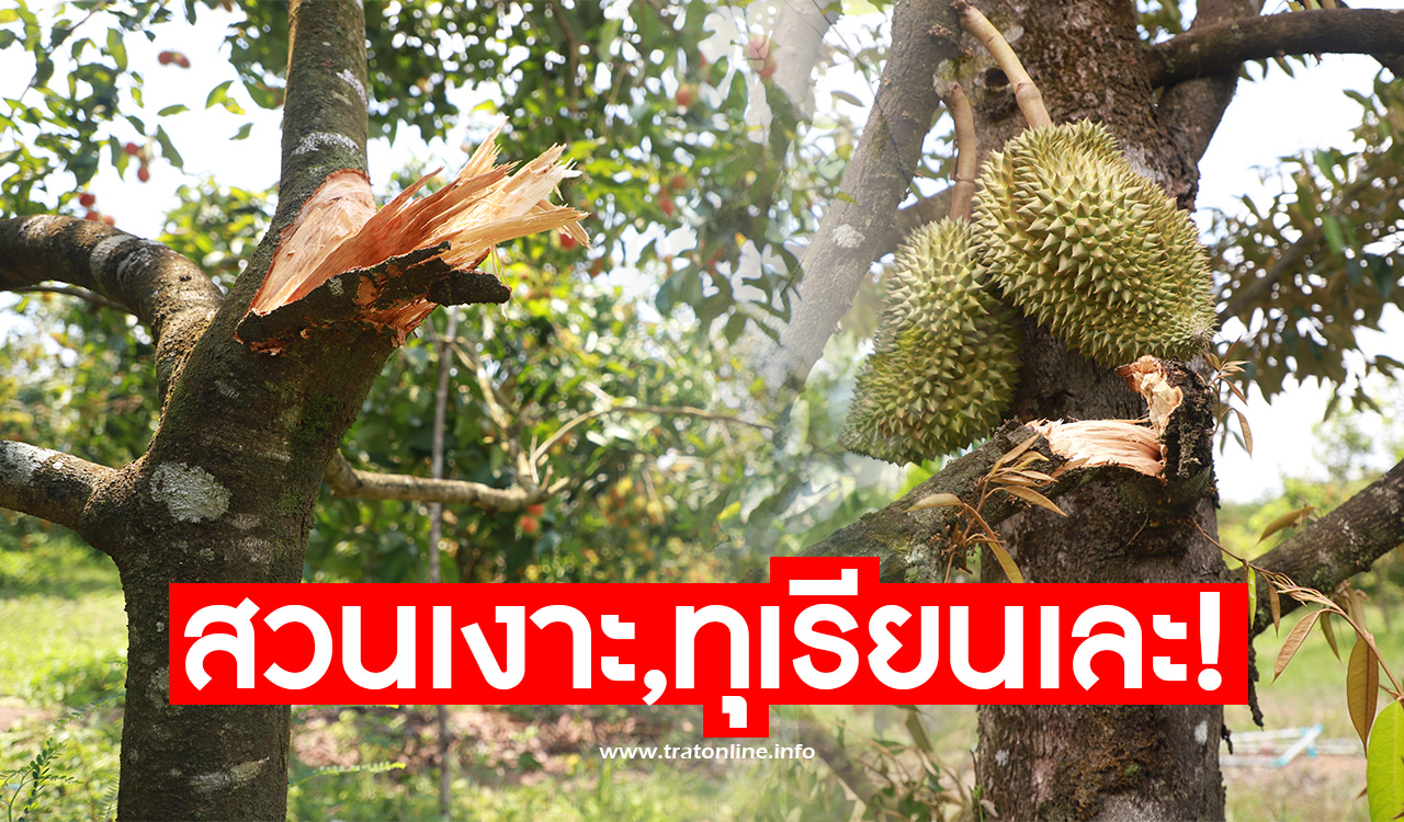 ตราด-ช้างป่าบุกสวนผลไม้กลางดึก ชาวบ้านกลัวเคอร์ฟิวไม่กล้าไล่