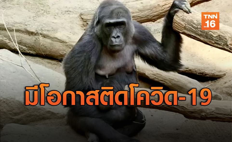 เยอรมนีป้องกัน “ลิงกอริลลา” ติดไวรัสโควิด-19
