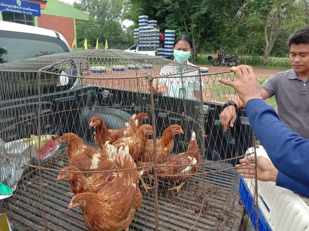 เกษตรกรปลื้ม กรมปศุสัตว์แจกเป็ด ไก่ บรรเทาเดือดร้อนโควิดระบาด ภัยแล้ง
