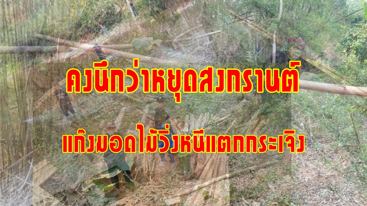 คงนึกว่าหยุดสงกรานต์ แก๊งมอดไม้วิ่งหนีแตกกระเจิง