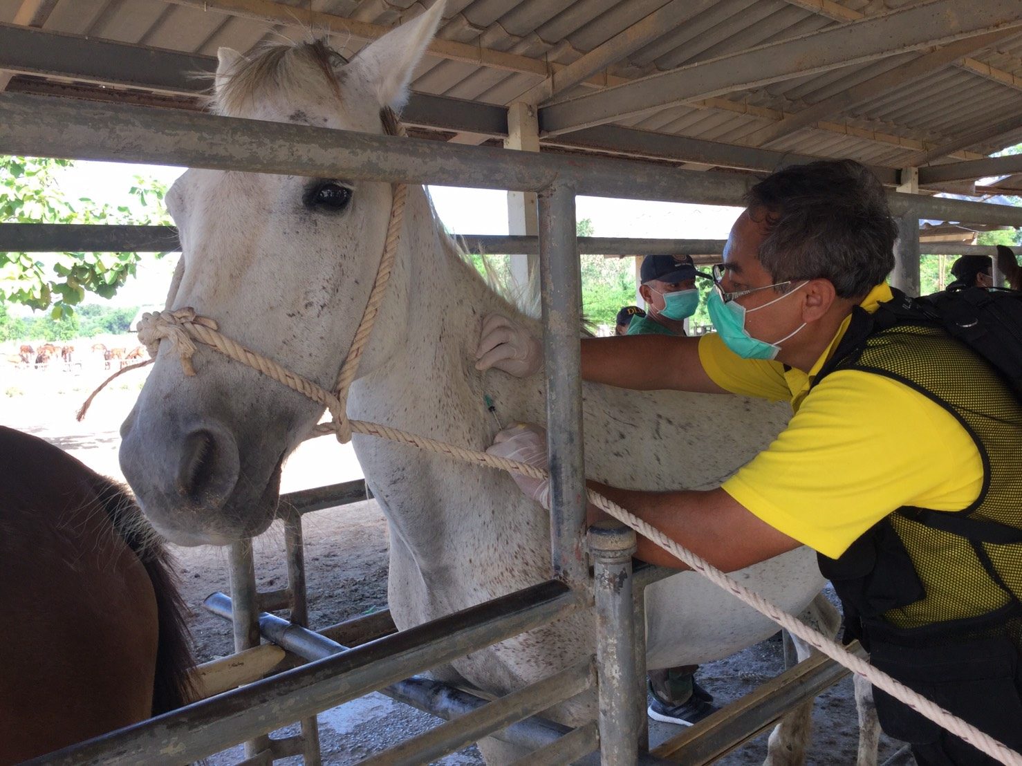 'ปศุสัตว'​ประเดิมฉีดวัคซีนป้องกันกาฬโรคม้าแห่งแรกในไทย ที่จ.เพชรบุรี​