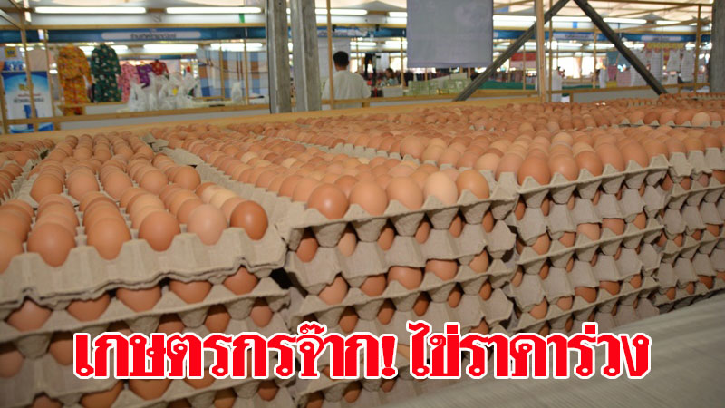 ไข่ไก่ล้นตลาดฉุดราคาร่วงหนัก-เกษตรกรวอนพาณิชย์ตรวจสอบพ่อค้าคนกลาง