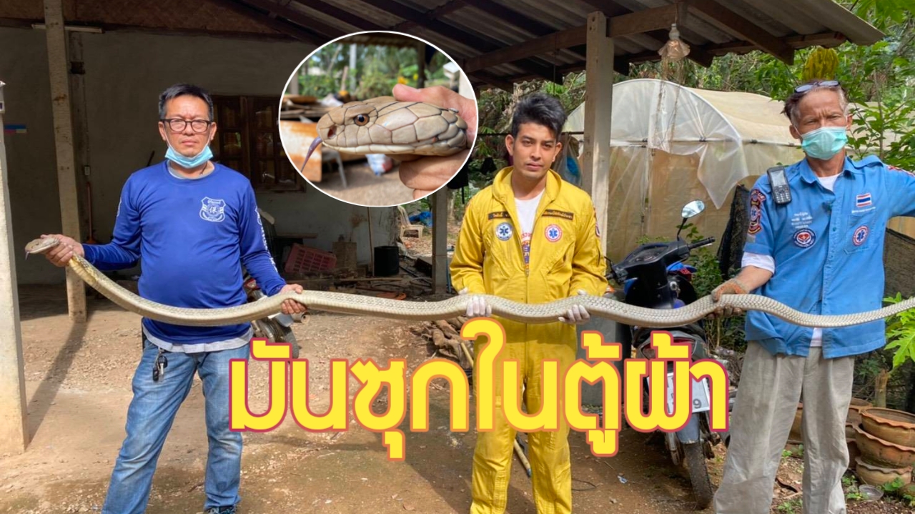 กระบี่-ผงะ งูจงอางยาวกว่า 4 เมตร เลื้อยสยองซุกตู้เสื้อผ้า (ชมคลิป)