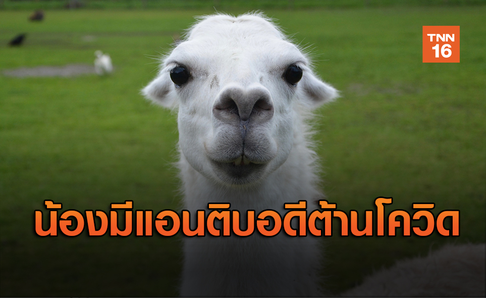 ตัว “ลามา” มีแอนตีบอดี พิเศษยับยั้งไวรัสโควิด-19