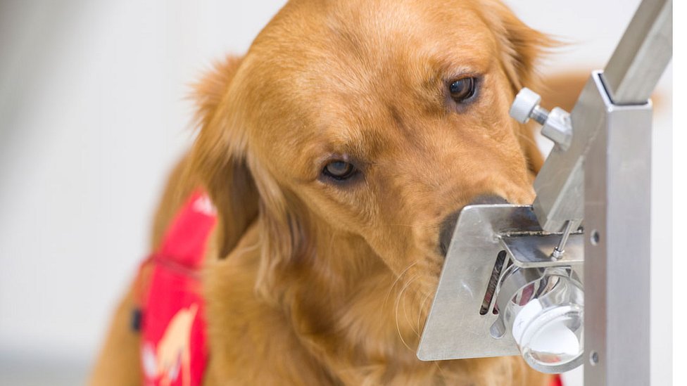 โควิด-19 : อังกฤษเริ่มการวิจัยเพื่อหาว่าสุนัขสามารถดมกลิ่นหาผู้ติดเชื้อไวรัสโคโรนาสายพันธุ์ใหม่ได้ไหม