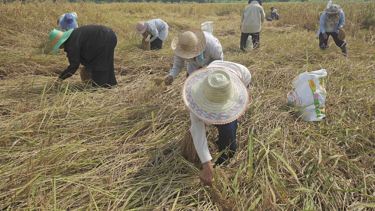ข้าราชการ 9.1 หมื่นคนเฮ ได้สิทธิเกษตรกร เยียวยา 5 พัน แนะคนไม่ได้