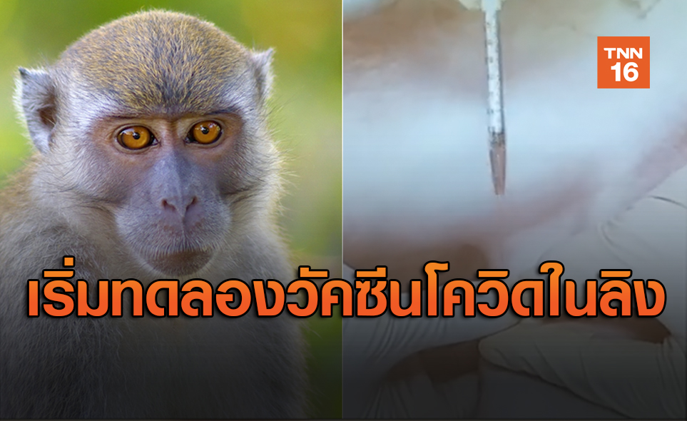เริ่มแล้ว! ทดลองฉีดวัคซีนป้องกันโควิด-19 เข็มแรกในลิง
