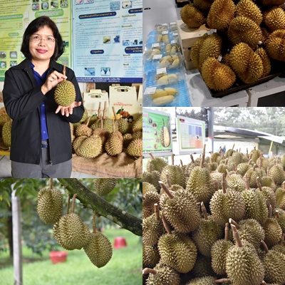 ไทยแชมป์โลก ส่งออกทุเรียน ท่ามกลางวิกฤตโควิด 4 เดือนแรกยอดพุ่ง78%