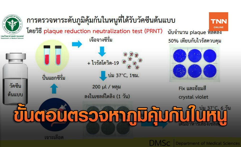 กรมวิทย์ฯ เผยขั้นตอนการตรวจหาระดับภูมิคุ้มกันในหนูที่ ...