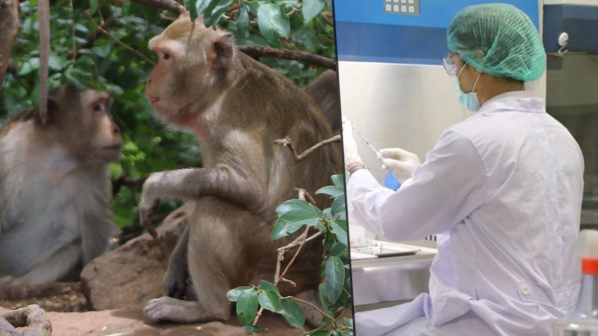 กรมวิทย์ฯ เผยยังไม่ได้รับเลือดลิง มาตรวจภูมิคุ้มกัน หลังฉีดวัคซีนโควิด
