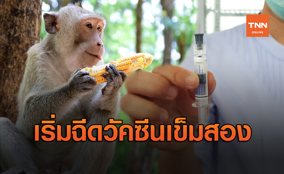 ฉีดวัคซีนโควิด-19 ในลิงเข็มสอง หลังเข็มแรกได้ผลดี