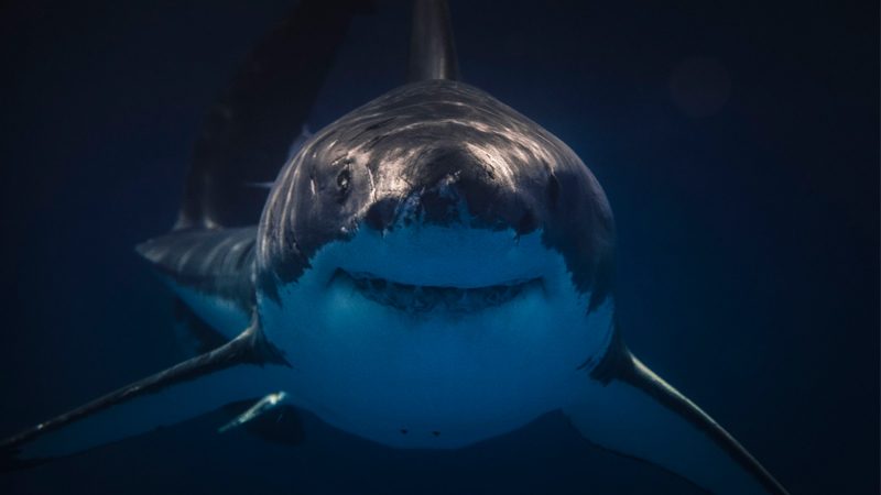 ฉลามปะทะนักโต้คลื่น คลิปนาทีสุดหวาดเสียว ฉลามขาวยักษ์เวียนรอขย้ำ