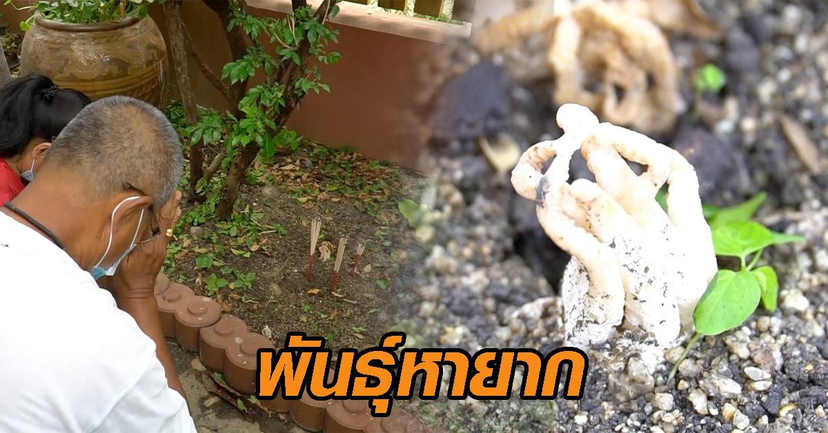 อึ้ง! พบเห็ดประหลาด คล้าย 'มือผี' กลิ่นคล้ายศพ ชาวบ้านแห่ตีเลขเด็ด