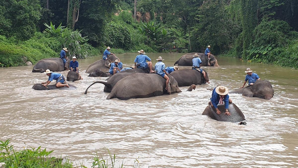 ชวนเที่ยววิถีใหม่ ศูนย์อนุรักษ์ช้างไทย จ.ลำปาง เริ่มเปิด 1 ก.ค. นี้