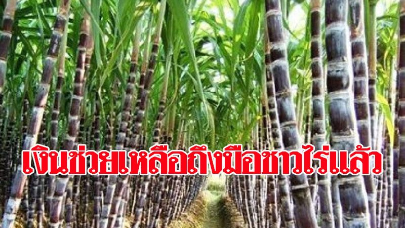 ก.อุตฯ ชี้เงินช่วยเหลือรอบแรกถึงมือชาวไร่อ้อยแล้ว 187,885 ราย