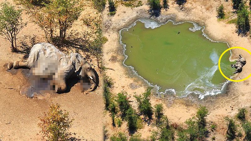 บอตสวานาช็อกซ้ำ “ช้างป่า” ตายพุ่งกว่า 350 ตัวในเวลาแค่เดือนเดียว!