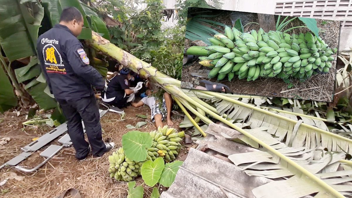 ลุงตัดต้นกล้วยน้ำว้ายักษ์ 7 เมตร พลาดเครือหนัก 80 โลล้มทับคอแทบหัก