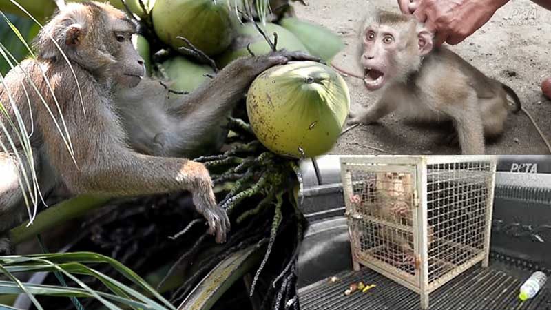 ซูเปอร์มาร์เก็ตอังกฤษโละสินค้า “มะพร้าวไทย” ใช้แรงงานลิงเก็บ-ทารุณสัตว์