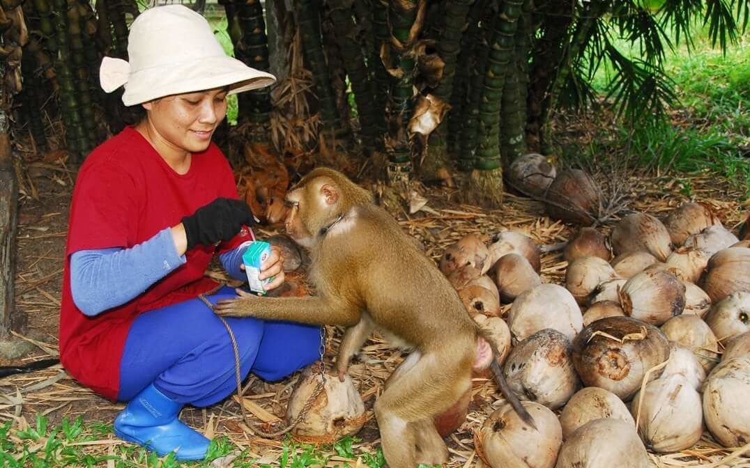 ลูกสาว 'ลุงสมพร คนสอนลิง' เชื่อ ตปท.ไม่เข้าใจวิถีชาวสวนมะพร้าว ยันไม่ทรมาน ดูแลเหมือนครอบครัว