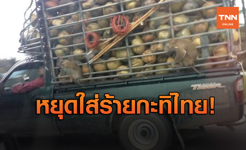 แหม่มโพธิ์ดำ-Drama-addict โต้ ‘นิติพล’ หยุดร่วมใส่ร้ายไทยปมลิงเก็บมะพร้าว