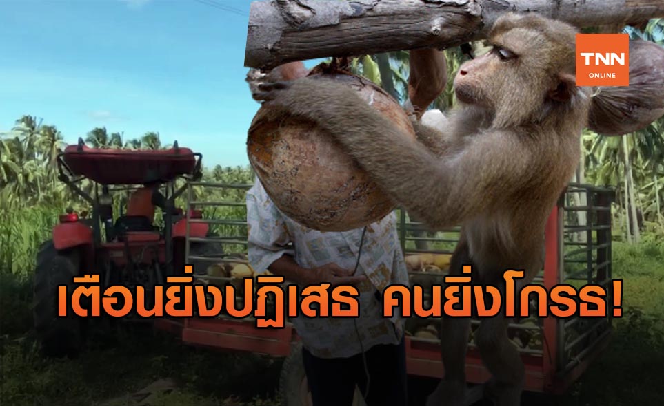 PETA เตือนไทยไม่ยอมรับปม "ลิงเก็บมะพร้าว" ยิ่งทำให้สังคมโกรธ