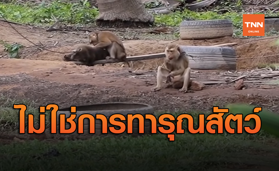 ไทยแจง PETA เคลียร์ปม ลิงเก็บมะพร้าว มั่นใจไม่ใช่การทารุณสัตว์