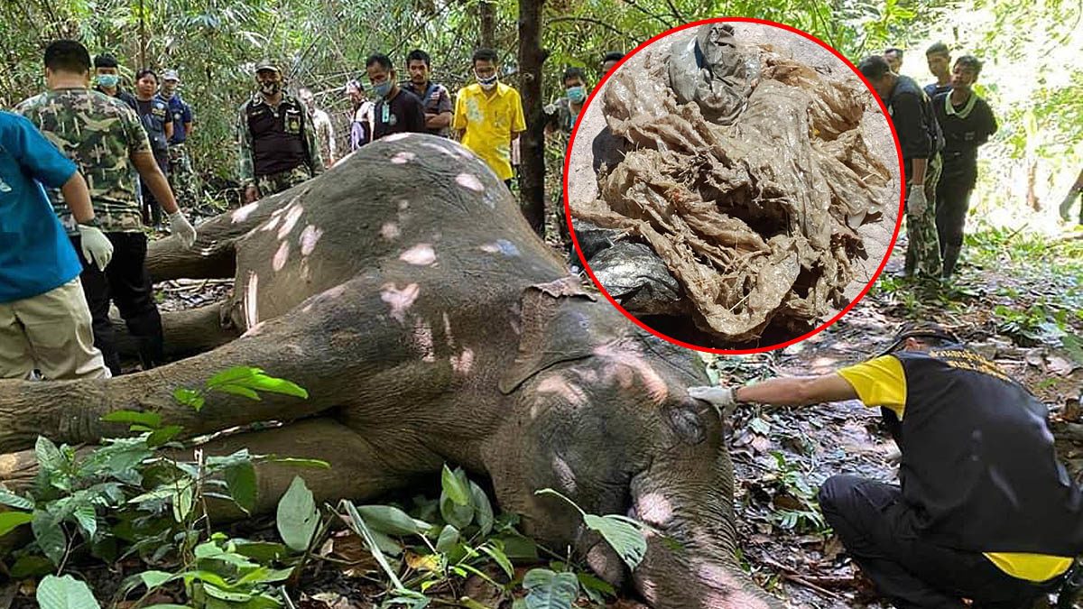 เศร้า!! พบซากช้างป่า ที่เขาคิชฌกูฏ ผ่าพบถุงพลาสติกเต็มลำไส้