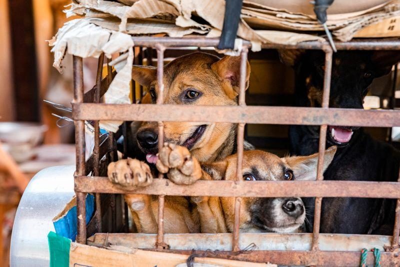 ประเดิมแล้วในกัมพูชา จังหวัดเสียมราฐ ห้ามค้าและบริโภค “เนื้อสุนัข”