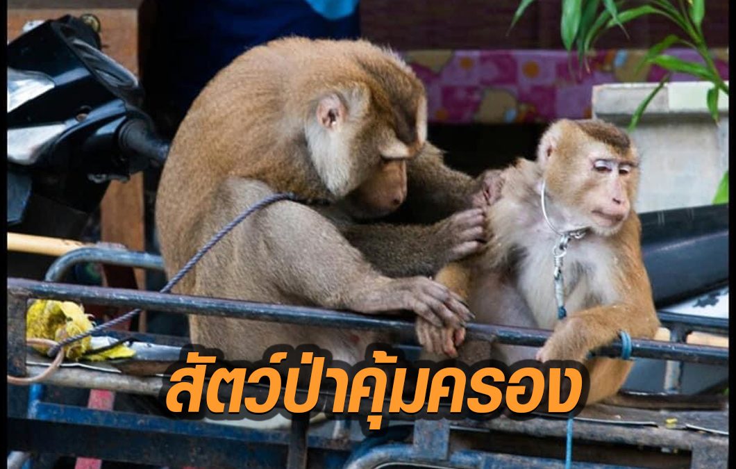 ผอ.ส่วนอนุรักษ์สัตว์ป่า ยึดหลักรัฐศาสตร์ หลังกฎหมายชี้ชัด 'ลิงกัง' เป็นสัตว์ป่าคุ้มครอง