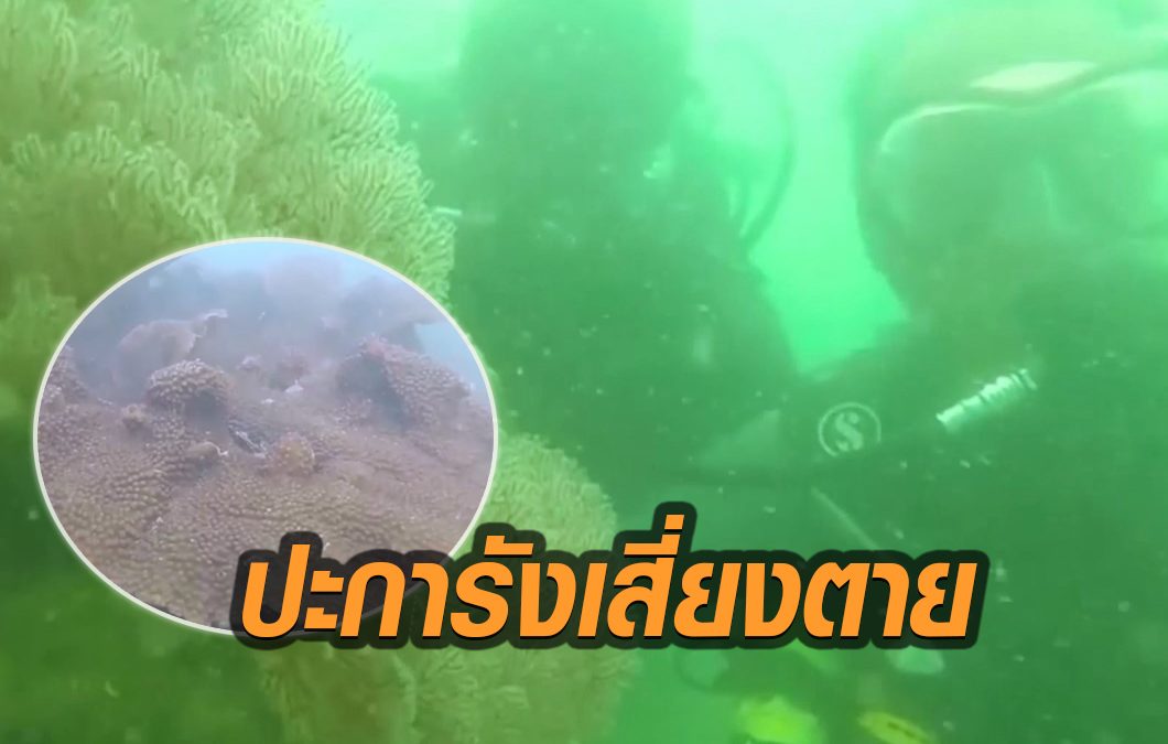 ชมรมดำน้ำสมิหลา ร้อง 'ปะการัง' เกาะหนู-เกาะแมว ถูกทำลายเสี่ยงตาย!