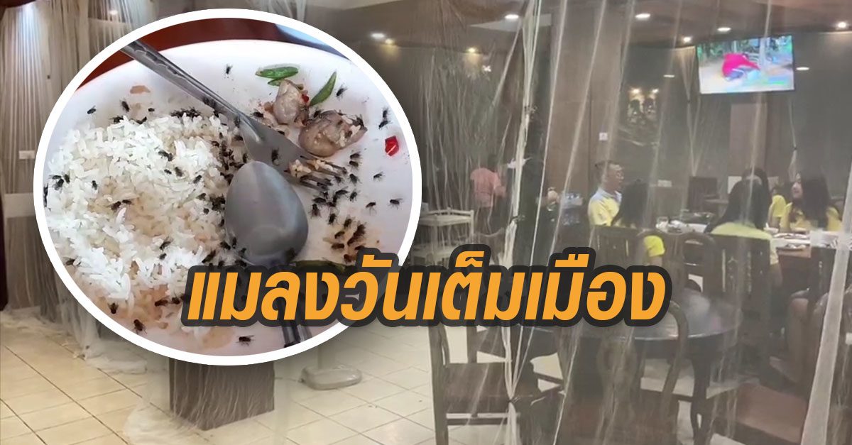 รองผู้ว่าจังหวัดเลยหวั่น นทท. ภูเรือหาย ทั้งอำเภอเต็มไปด้วยฝูงแมลงวัน สั่งให้แก้ปัญหาใน 7 วัน