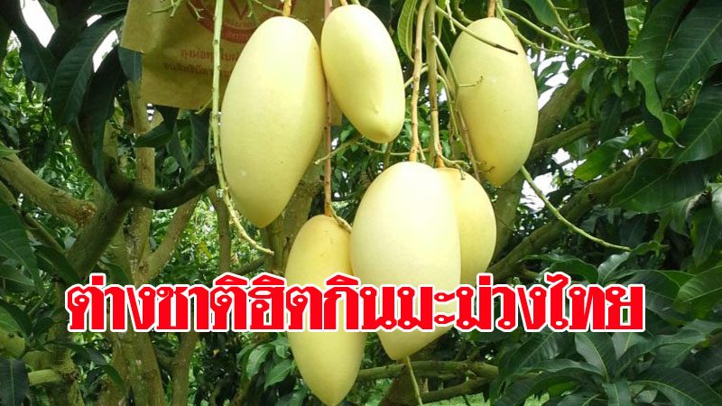 ต่างชาติฮิตกินมะม่วงไทย ดาวเด่นส่งออก 5 เดือนแรกขยาย 4% - อาเซียนโต 143% อานิสงส์ร่วมเอฟทีเอ