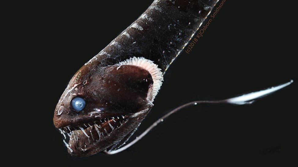ปลาทะเลลึกพรางตัวด้วยผิวดำระดับ "แวนตาแบล็ก" สีมืดมิดที่สุดในโลก