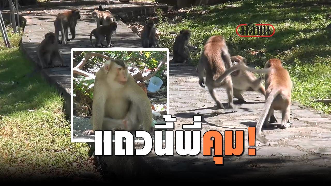 อย่างโหด 'ไมเคิล' เจ้าพ่อลิงกังเขาตังกวน ตัวใหญ่ใส่เดี่ยว สยบฝูงลิงนับร้อย