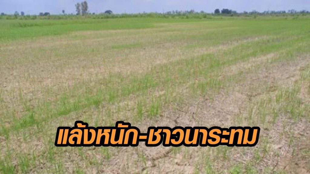 ชาวนาระทม อ.วชิรบารมีแล้งหนัก ข้าวตายแล้วกว่า 400 ไร่ วอนชลประทานกำแพงเพชรปล่อยน้ำช่วย