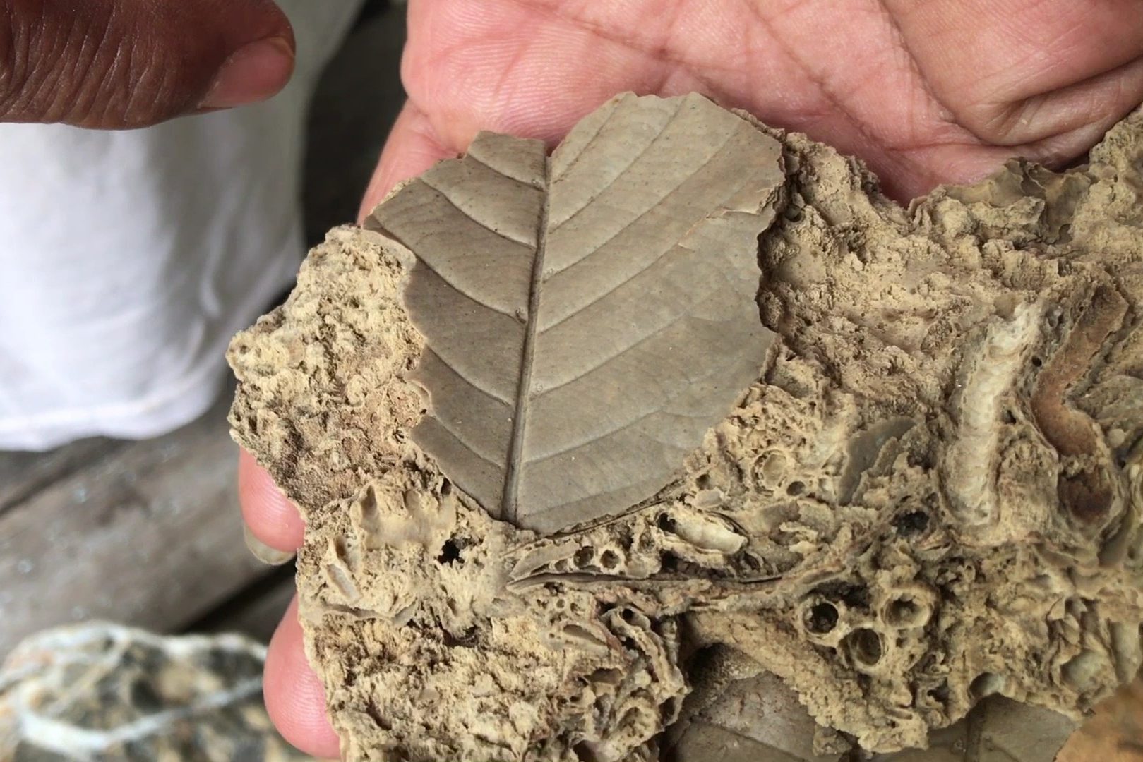 เพชรบูรณ์พบ 'ฟอสซิลใบไม้กลายเป็นหิน' ยุคเพอร์เมียนอายุ 240-280 ล้านปี