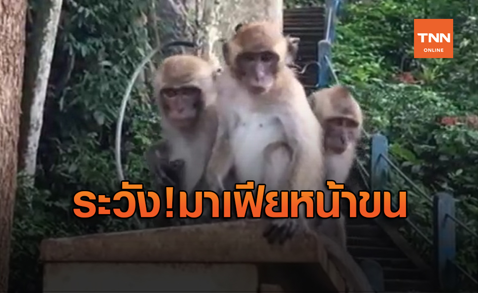 นทท.ต้องระวัง! ลิงวัดถ้ำเสือวิปัสสนา ทำร้าย-แย่งสิ่งของ