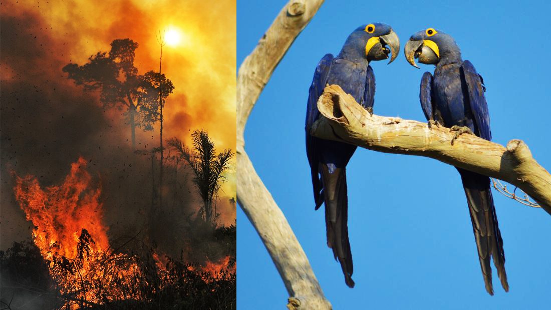 นกแก้วมาคอว์สีฟ้า หายากสุดในโลก ถูกไฟเผาบ้าน ป่าบราซิล