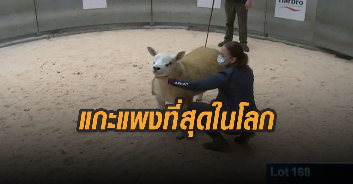 ขายแล้ว! แกะที่แพงที่สุดในโลก ราคา 15.2 ล้านบาท